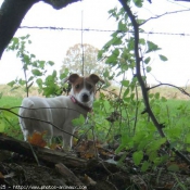 Photo de Jack russell terrier