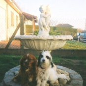 Photo de Cavalier king charles spaniel