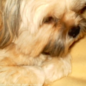 Photo de Lhassa apso