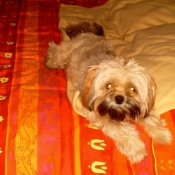 Photo de Lhassa apso