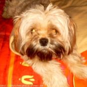 Photo de Lhassa apso