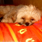 Photo de Lhassa apso