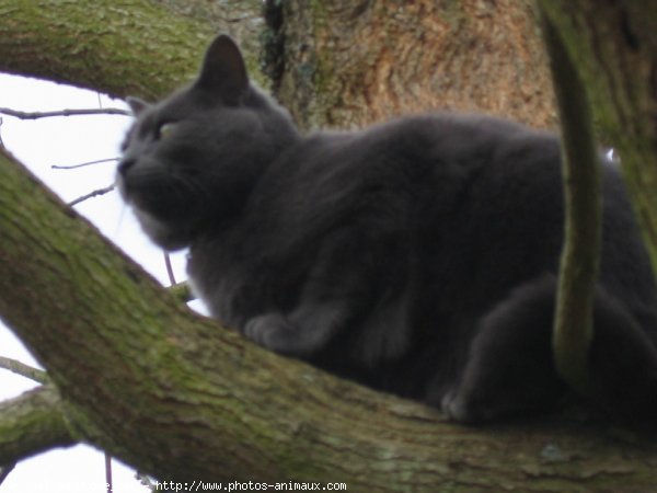 Photo de Chat domestique