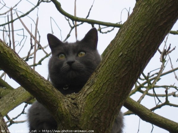 Photo de Chat domestique