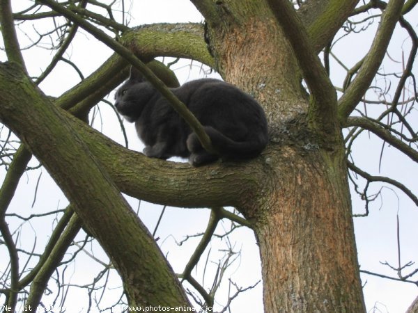 Photo de Chat domestique