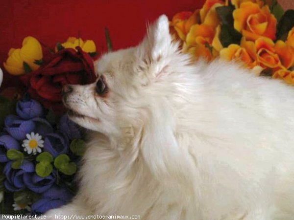 Photo de Spitz moyen