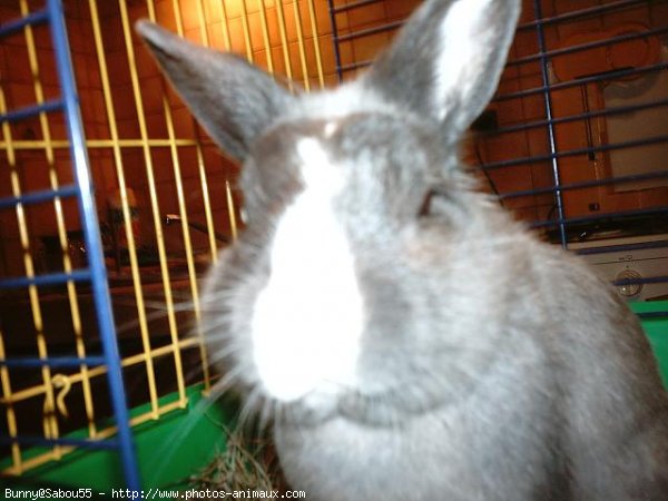 Photo de Lapin