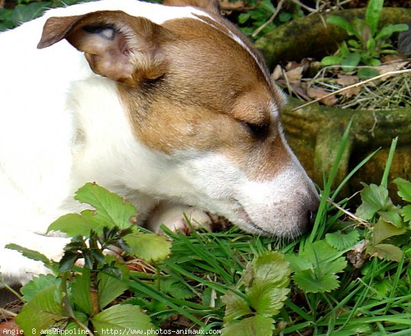 Photo de Jack russell terrier