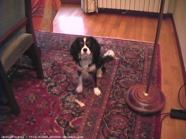 Photo de Cavalier king charles spaniel