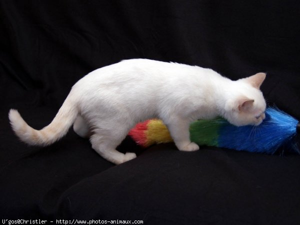 Photo de British shorthair