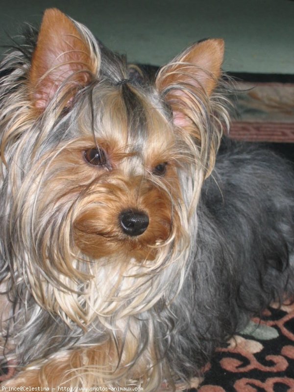 Photo de Yorkshire terrier