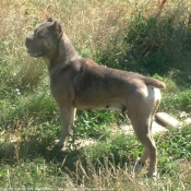 Photo de Chien de cour italien