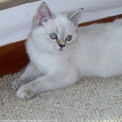 Photo de British shorthair