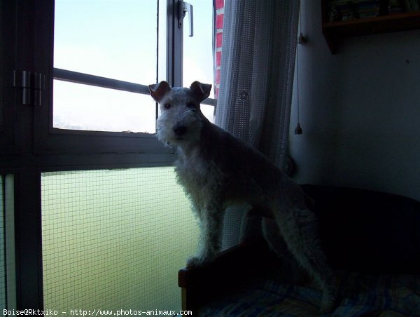 Photo de Fox terrier  poil dur