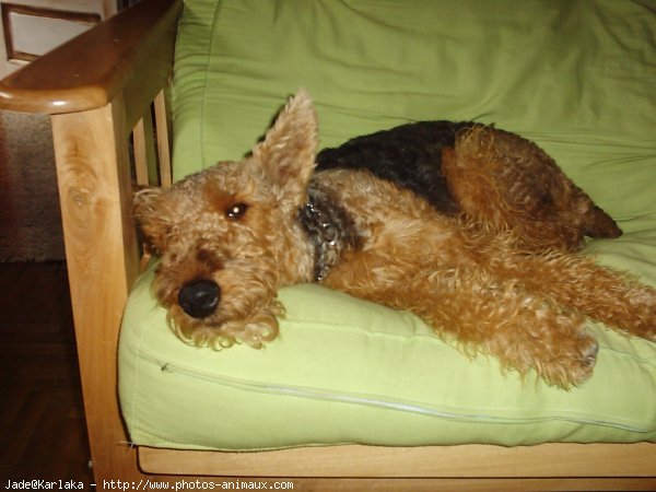 Photo d'Airedale terrier