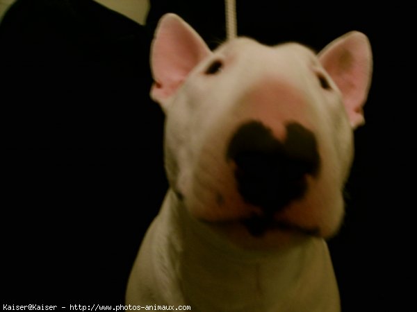 Photo de Bull terrier miniature