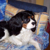 Photo de Cavalier king charles spaniel