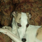 Photo de Whippet