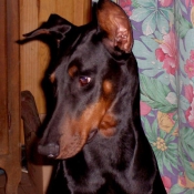 Photo de Dobermann