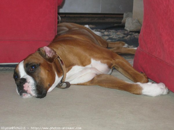 Photo de Boxer