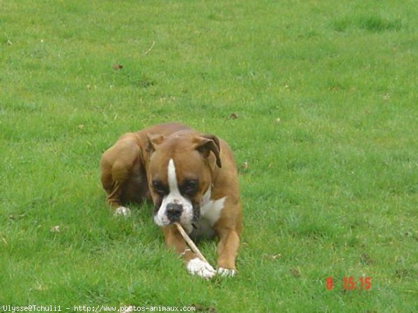 Photo de Boxer