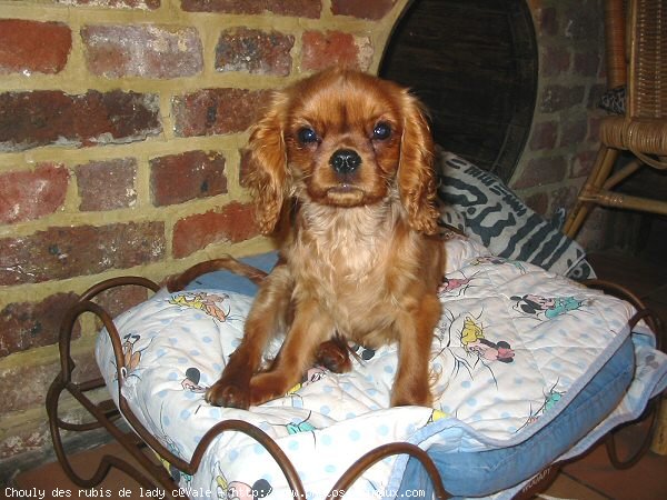 Photo de Cavalier king charles spaniel