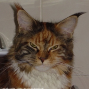 Photo de Maine coon