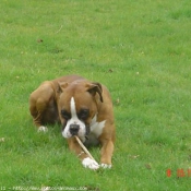 Photo de Boxer