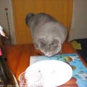 Photo de Chartreux