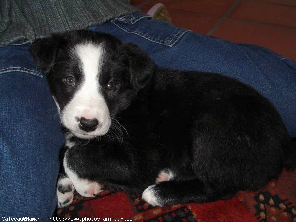 Photo de Border collie