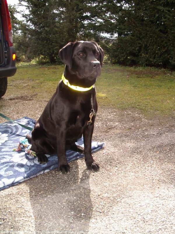 Photo de Labrador retriever