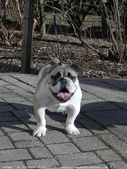 Photo de Bulldog