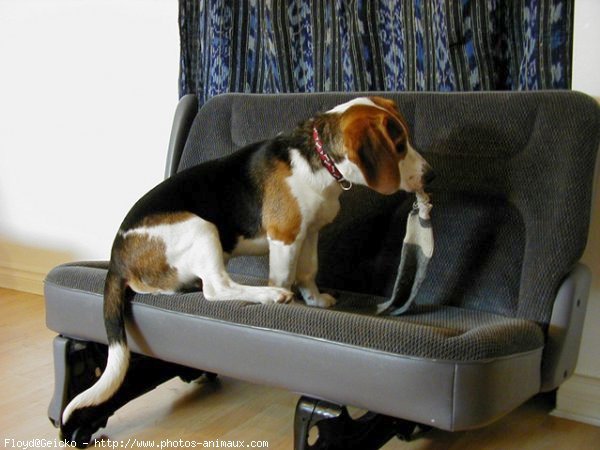 Photo de Beagle