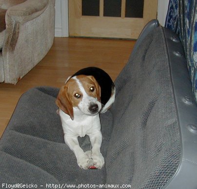 Photo de Beagle