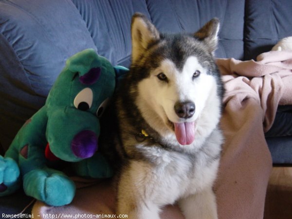 Photo de Malamute de l'alaska