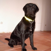 Photo de Labrador retriever