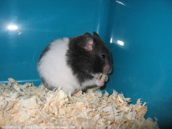 Photo de Hamster