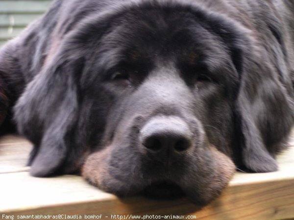 Photo de Dogue du tibet