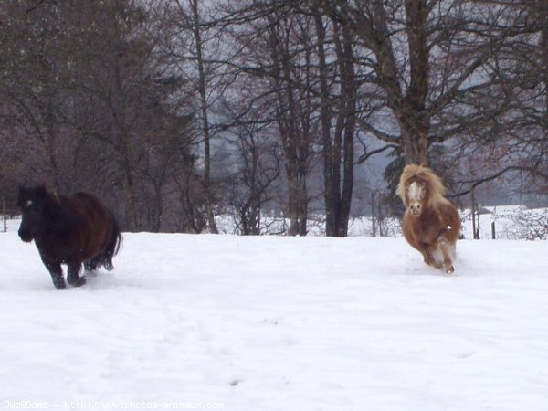 Photo de Shetland