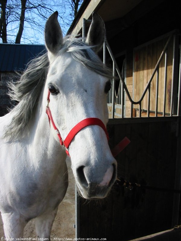 Photo de Poney franais de selle