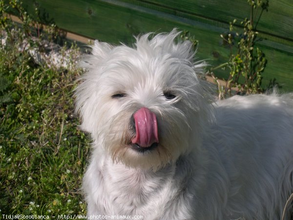 Photo de West highland white terrier