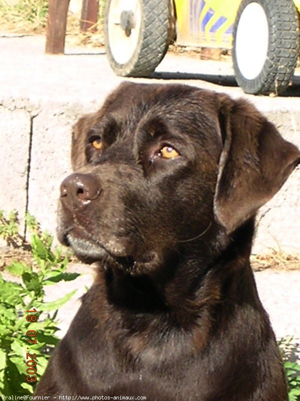 Photo de Labrador retriever