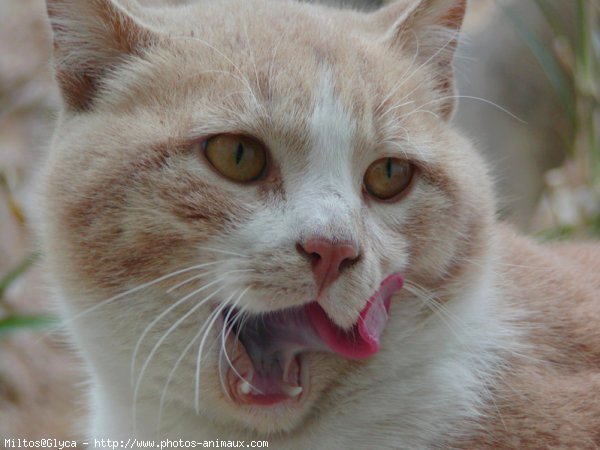 Photo de Chat domestique