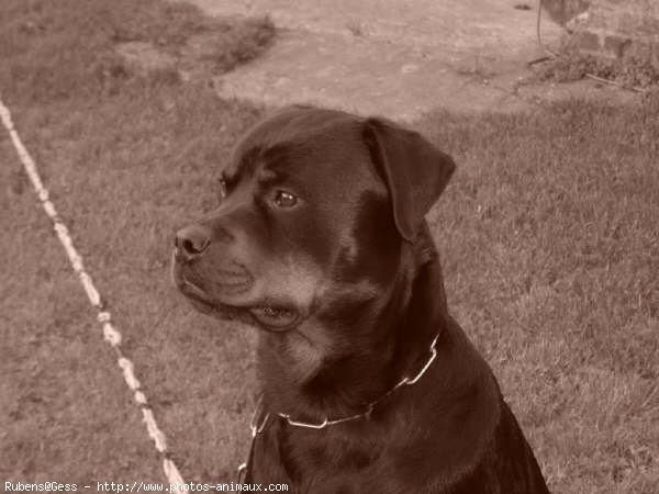 Photo de Rottweiler