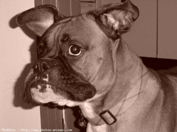 Photo de Boxer