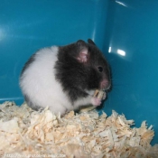 Photo de Hamster