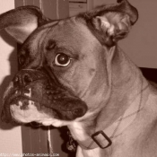 Photo de Boxer