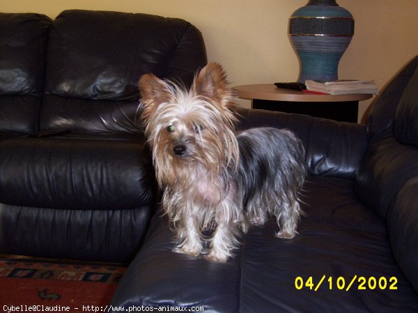 Photo de Yorkshire terrier