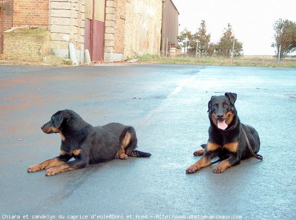 Photo de Berger de beauce