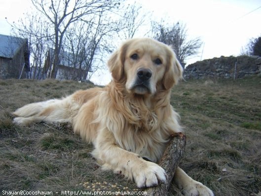 Photo de Golden retriever